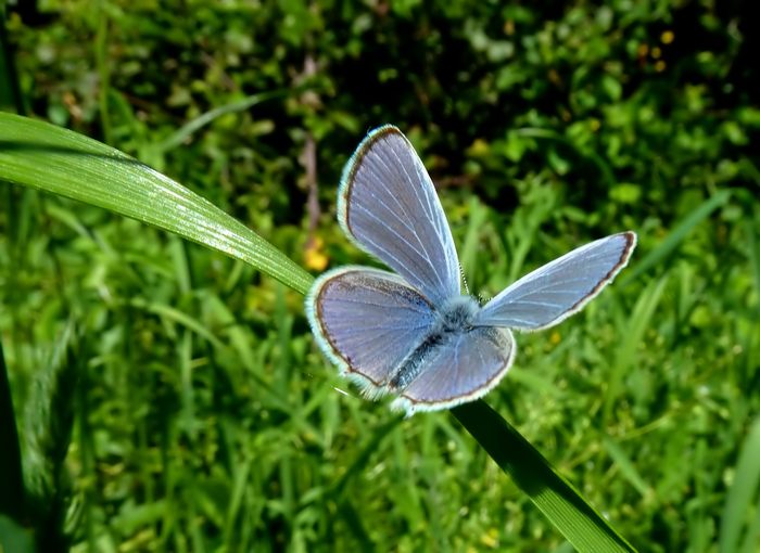 Farfalle della Val Nerina (e dintorni)